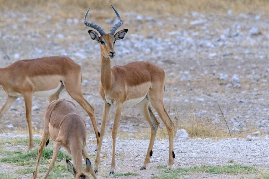 Onguma Nature Reserve, eastern boundary of Etosha