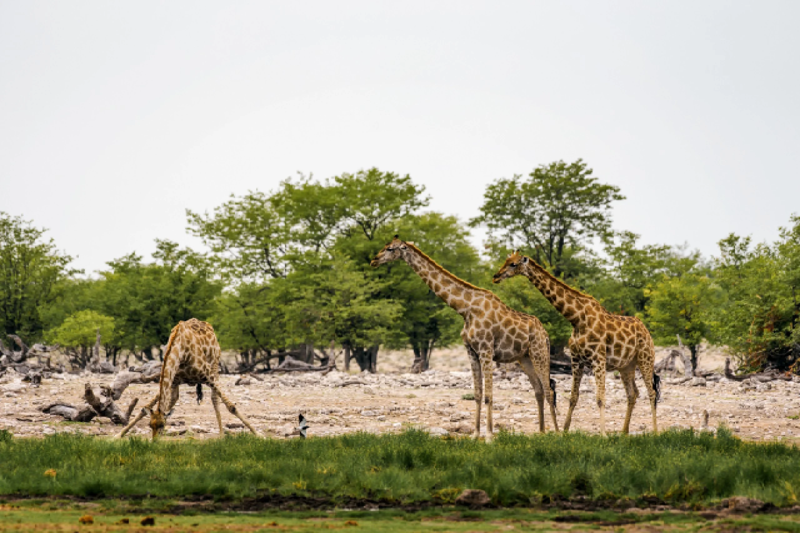 giraffes-drink-water-from-a-waterhole-in-etosha-national-park