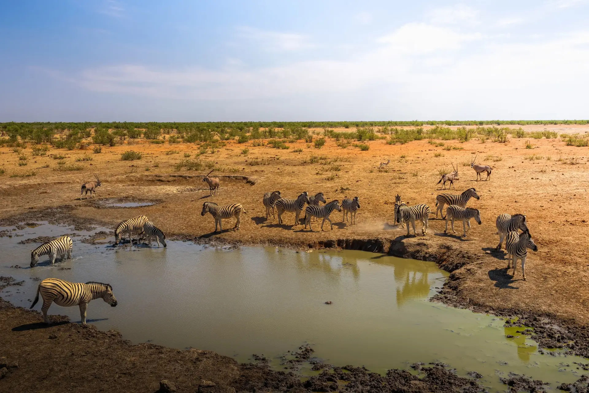 zebras-and-oryxes-drinking-water-at-Olifantsrus-in-etosha-national-park-namibia