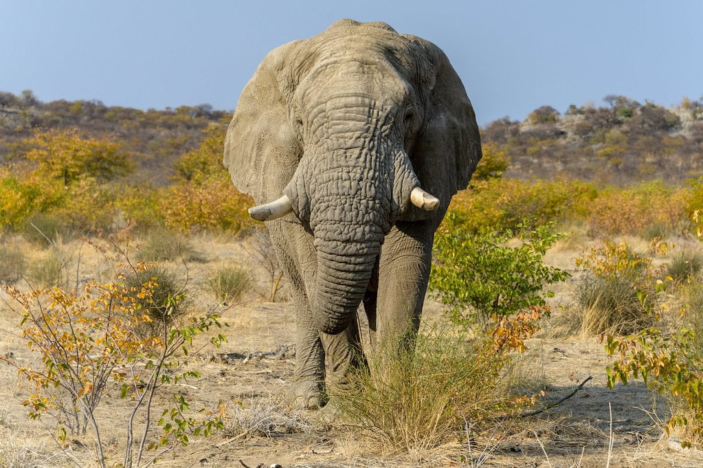 Ongava Private Reserve landscape, southern boundary of Etosha