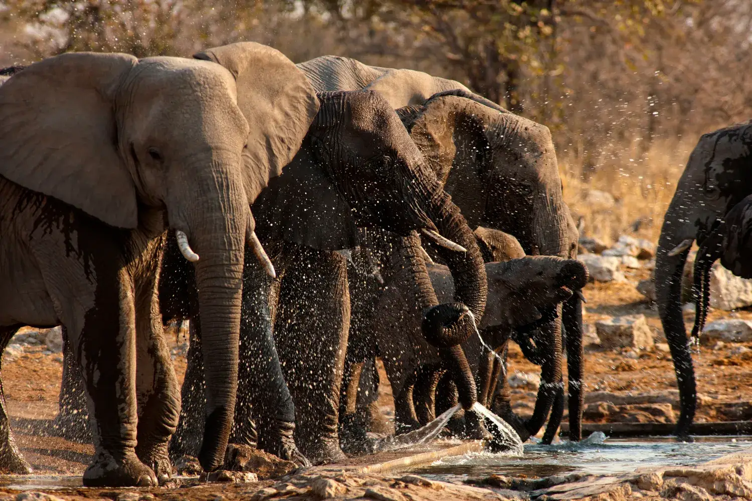 Elephant in Etosha National Park, Namibia