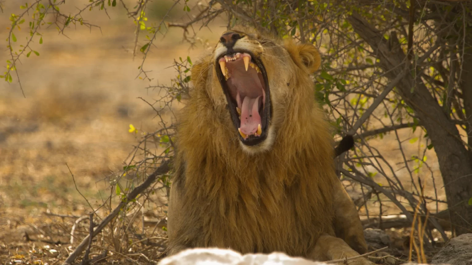 Lion yawning in the savanna