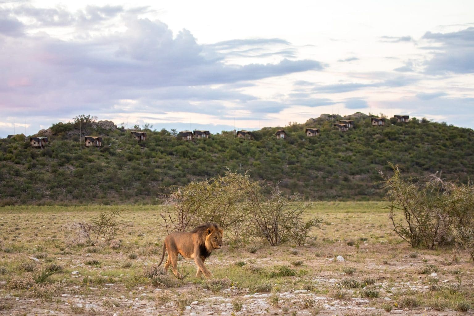 Lion walking through scrub below the ridge at Dolomite Camp, Etosha