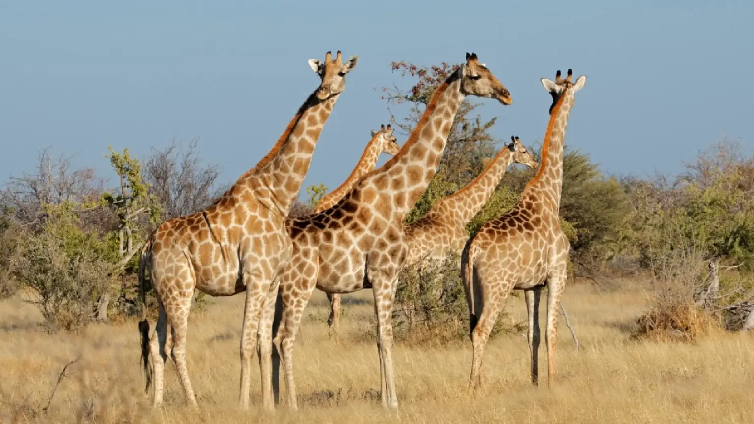 Giraffes in natural Etosha habitat
