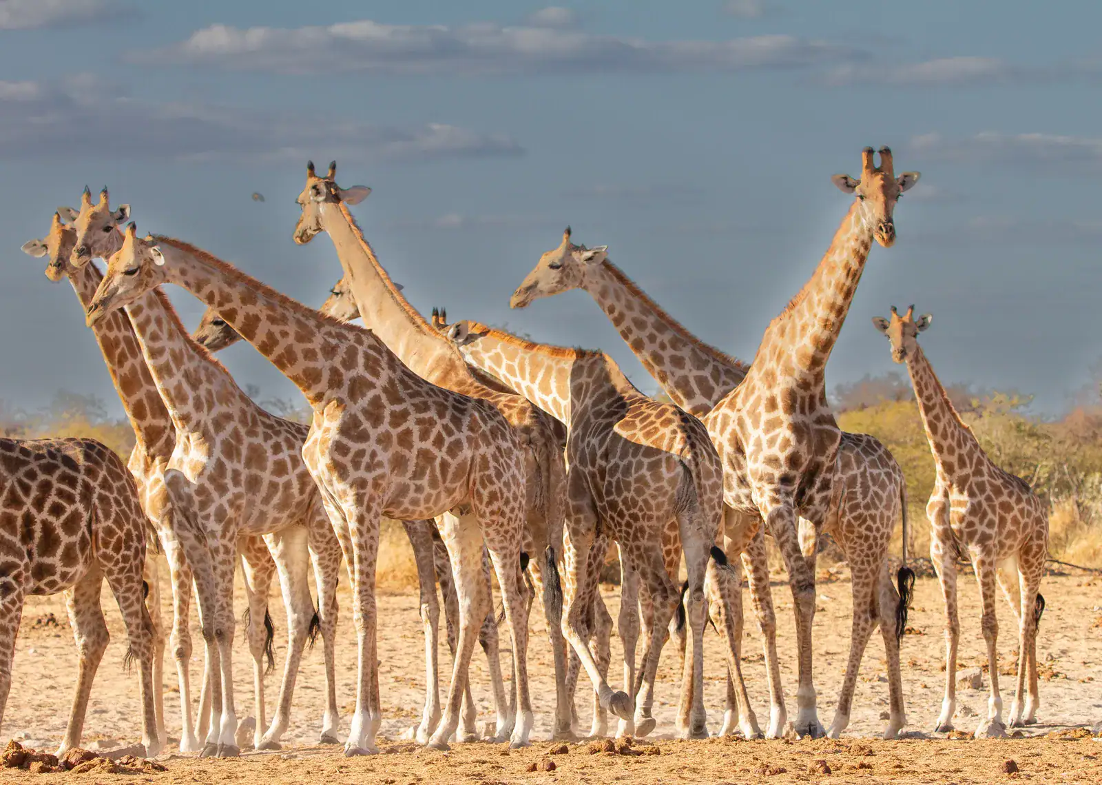 Herd of giraffes on the plains of eastern Etosha National Park near Mushara Lodge